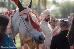 Beautiful white baraat horse. Beautiful white baraat horse.