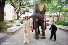 Indian wedding Baraat elephant Indian wedding Baraat elephant