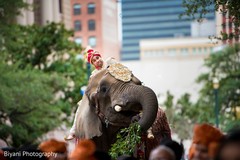 Indian groom riding an elephant Indian groom riding an elephant