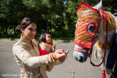Indian wedding horse. baraat,baraat horse,baraat procession