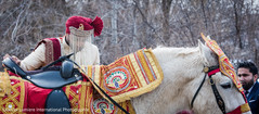 Indian groom's baraat horse Indian groom's baraat horse