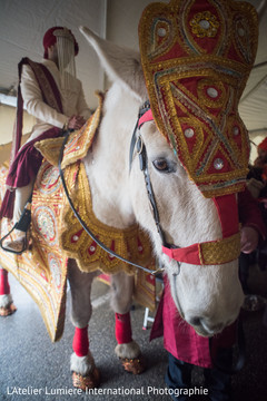 Indian groom's baraat horse indian wedding baraat,baraat horse,indian groom