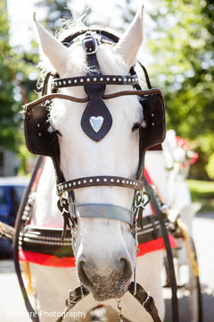 White baraat horse. baraat,transportation,baraat horse