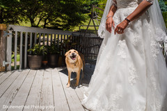 Lovely indian bride's dog Lovely indian bride's dog