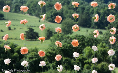 Peach and white flower backdrop Peach and white flower backdrop