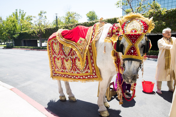 Indian wedding baraat horse