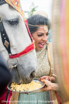 Indian wedding baraat horse capture Indian wedding baraat horse capture