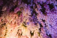 Hanging chandelier backdrop Hanging chandelier backdrop