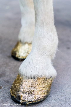 Wonderful Indian wedding baraat horse golden coffin bone. Wonderful Indian wedding baraat horse golden coffin bone.