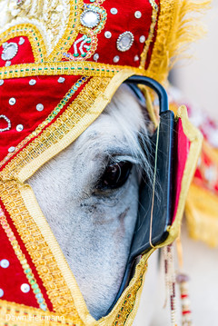 Eye closeup capture of baraat white horse. Eye closeup capture of baraat white horse.