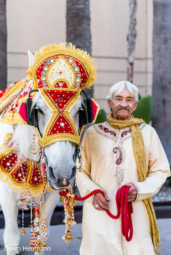 Marvelous Indian baraat horse portrait. Marvelous Indian baraat horse portrait.