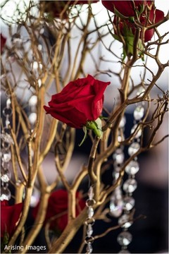 Beautiful Indian wedding red rose closeup capture. Beautiful Indian wedding red rose closeup capture.