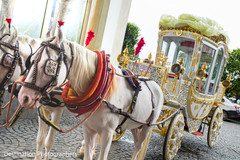 Horse drawn indian wedding carriage Horse drawn indian wedding carriage