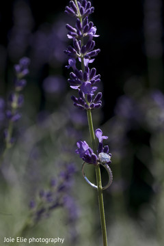 Graceful shot of the wedding ring hanging from a flower. Graceful shot of the wedding ring hanging from a flower.