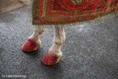 Baraat horse with sparkling paws Baraat horse with sparkling paws
