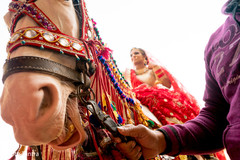 Detail of the horse decoration transporting the maharani Detail of the horse decoration transporting the maharani