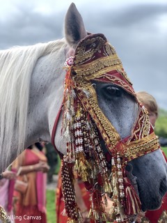 Capture of the beautiful white horse for the baraat Capture of the beautiful white horse for the baraat