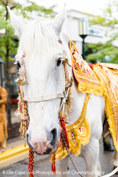 Capture of the ghodi horse used for the baraat Capture of the ghodi horse used for the baraat