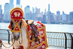 Indian baraat horse decorated capture. Indian baraat horse decorated capture.