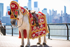 Elegant Indian groom's baraat white horse. Elegant Indian groom's baraat white horse.