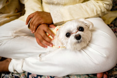 Lovely Indian puppy photo. Lovely Indian puppy photo.