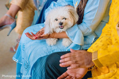 See this pet at the Indian wedding ceremonies See this pet at the Indian wedding ceremonies