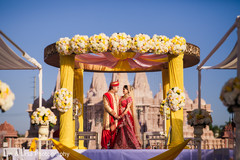 Indian lovebirds magical capture. Indian lovebirds magical capture.