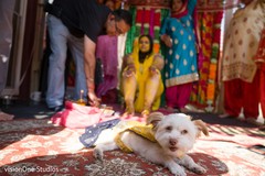 Pet resting during the pre wedding rituals Pet resting during the pre wedding rituals