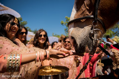 Indian guests having fun with the horse Indian guests having fun with the horse