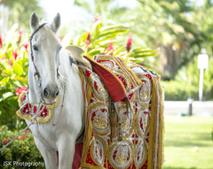 Elegant Indian baraat white horse. Elegant Indian baraat white horse.