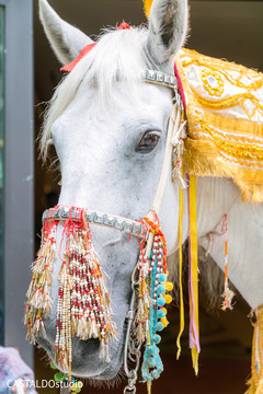 Lovely baraat horse with his decorations. Lovely baraat horse with his decorations.