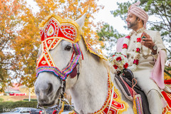Magnificent Indian groom on his white baraat horse. Magnificent Indian groom on his white baraat horse.