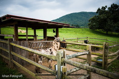 Take a look at this Indian wedding Llama capture. Take a look at this Indian wedding Llama capture.