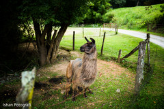 See this lovely Llama photography. See this lovely Llama photography.