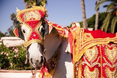 Baraat's horse Baraat's horse