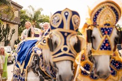 Elegant Indian baraat white horses. Elegant Indian baraat white horses.