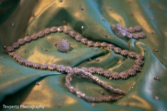 photo #239789 photo #239789