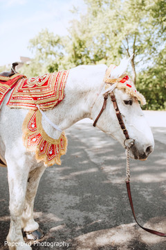 Elegant Indian grooms baraat white horse. Elegant Indian grooms baraat white horse.