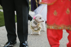 See this cute dog capture See this cute dog capture