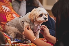 Adorable little dog getting ready. Adorable little dog getting ready.