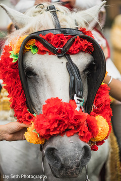 White horse decorated with garlands for Baraat. White horse decorated with garlands for Baraat.