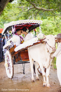 Indian couples' white flowers carriage decor pulled by cow. Indian couples' white flowers carriage decor pulled by cow.