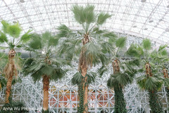 Indian wedding Trees decorations. Indian wedding Trees decorations.