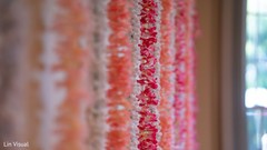 photo #292042 photo #292042