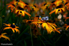 Artistic shot of the wedding rings on top of a gorgeous flower Artistic shot of the wedding rings on top of a gorgeous flower