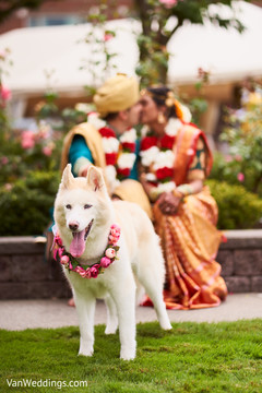 Sweet and charming capture of Indian lovebirds with their dog. Sweet and charming capture of Indian lovebirds with their dog.