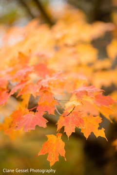 photo #314557 photo #314557