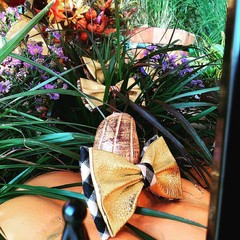 photo #314662 photo #314662