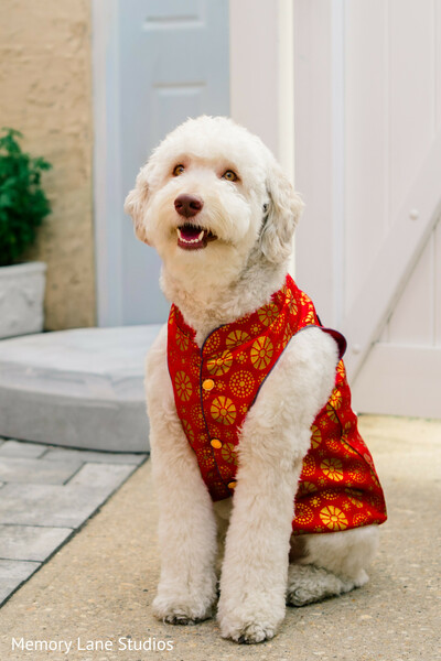 wedding dog,pet at wedding,cute dog outfit,wedding detail pet,playful wedding moment,animal wedding guest,dog portrait,festive attire dog,candid pet moment,unique wedding detail