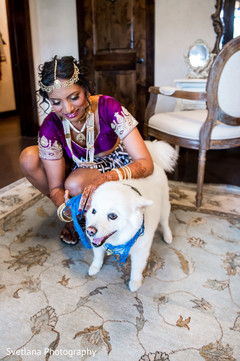 Bengali bride with purple sari and dog Bengali bride with purple sari and dog
